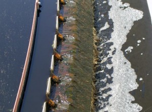 Secondary clarifier showing minor algae cover on weirs