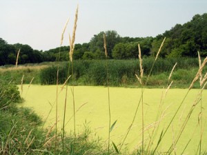 Duckweed covers a polishing lagoon